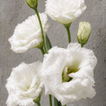 Eustoma biała (lizjantus). IFIORA, kwiaciarnia premium w Warszawie (Mokotów).