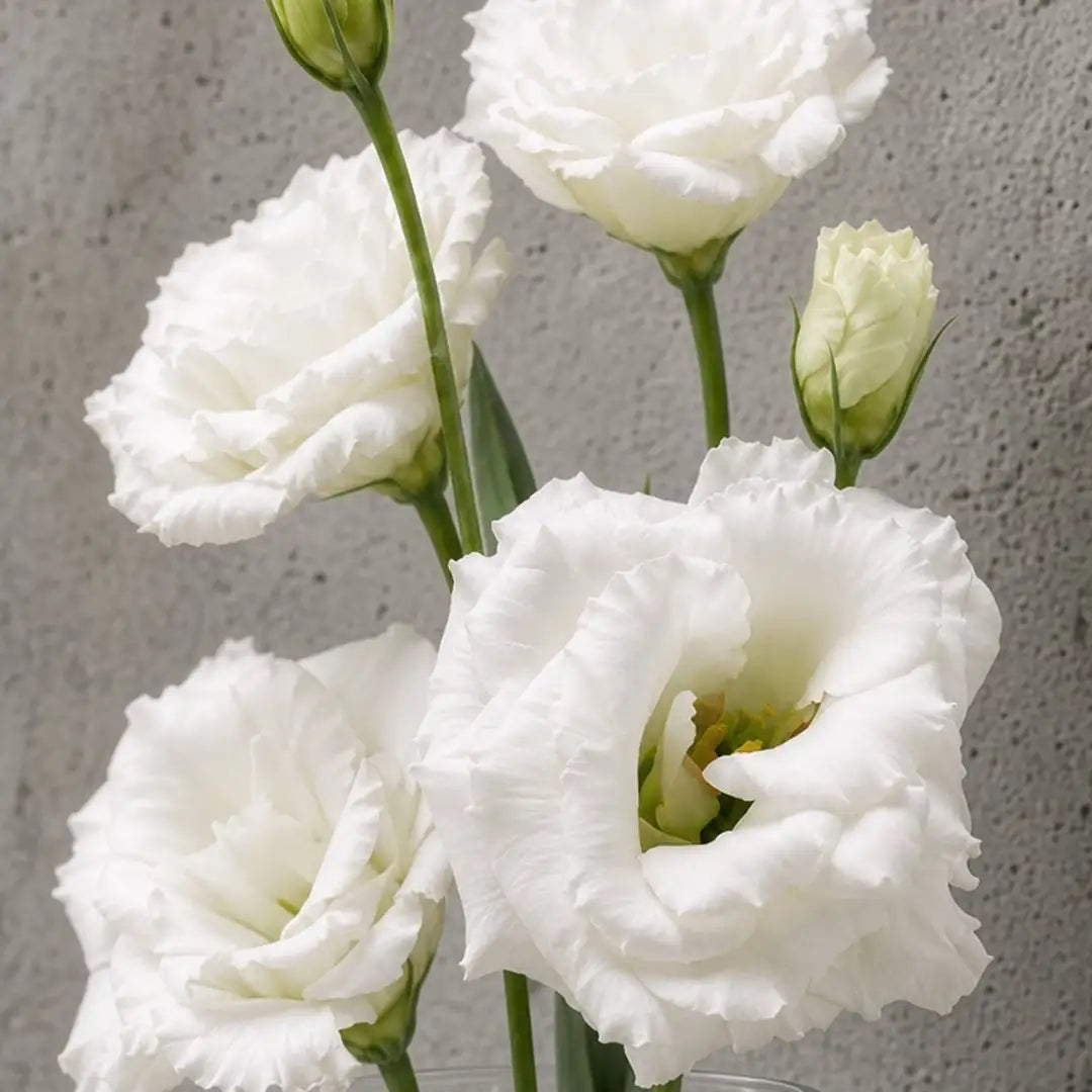 Eustoma biała (lizjantus). IFIORA, kwiaciarnia premium w Warszawie (Mokotów).