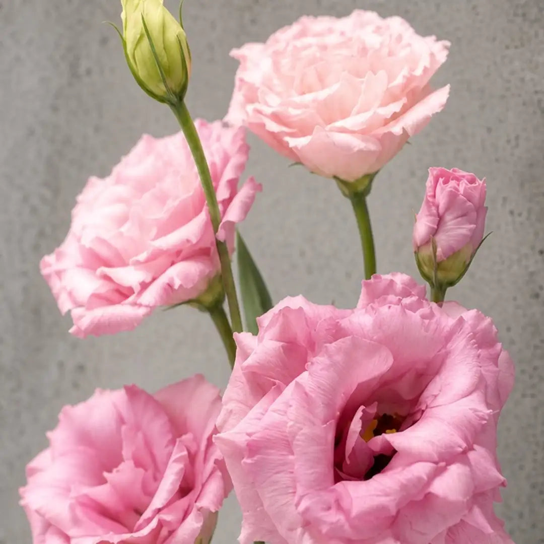 Eustoma różowa (lizjantus). IFIORA, kwiaciarnia premium w Warszawie (Mokotów).