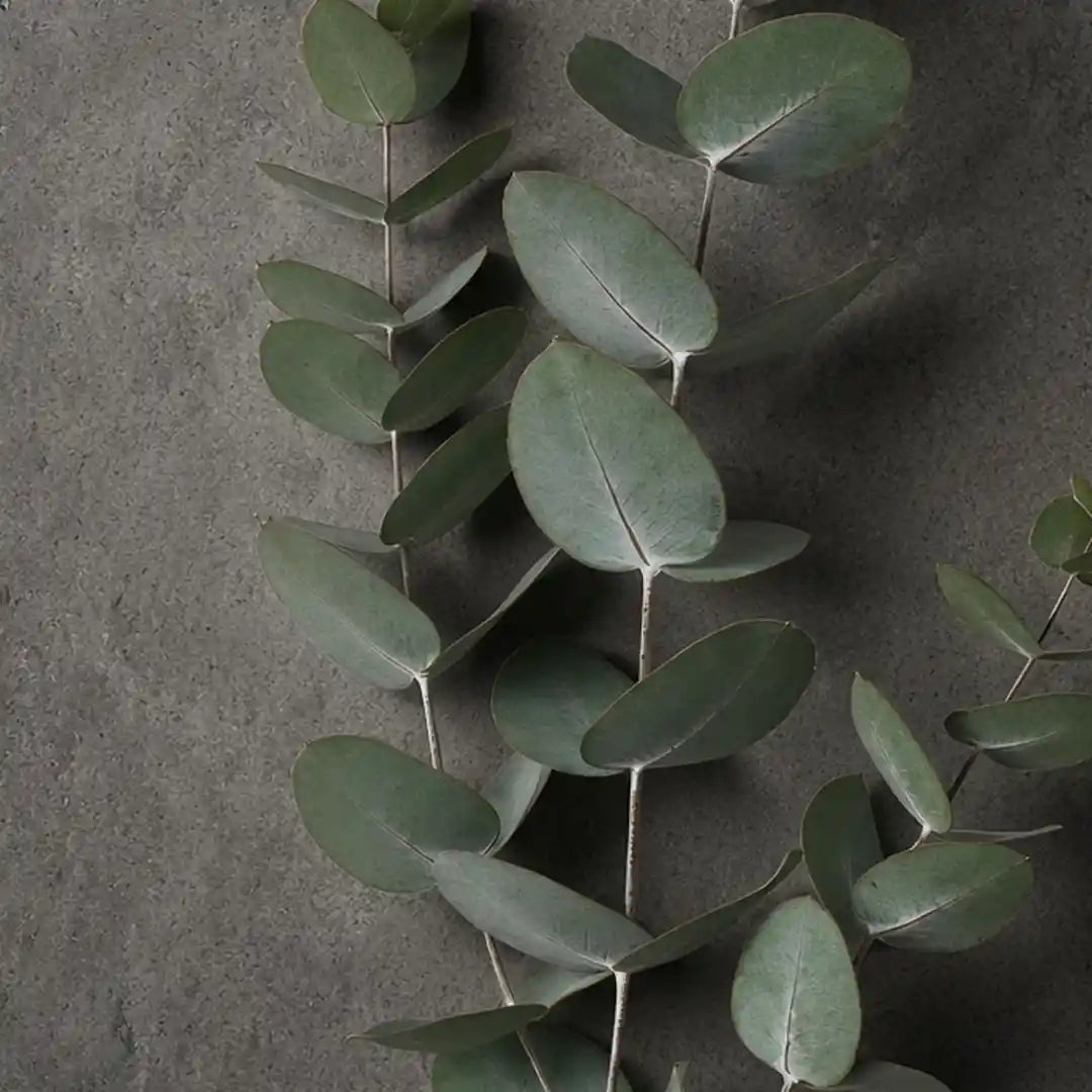 Close-up of a eucalyptus branch by IFIORA florist, Warsaw (Mokotów, Poland)