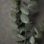 Close-up of a eucalyptus branch by IFIORA florist, Warsaw (Mokotów, Poland)