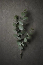 Eucalyptus branch by IFIORA florist, Warsaw (Mokotów, Poland)