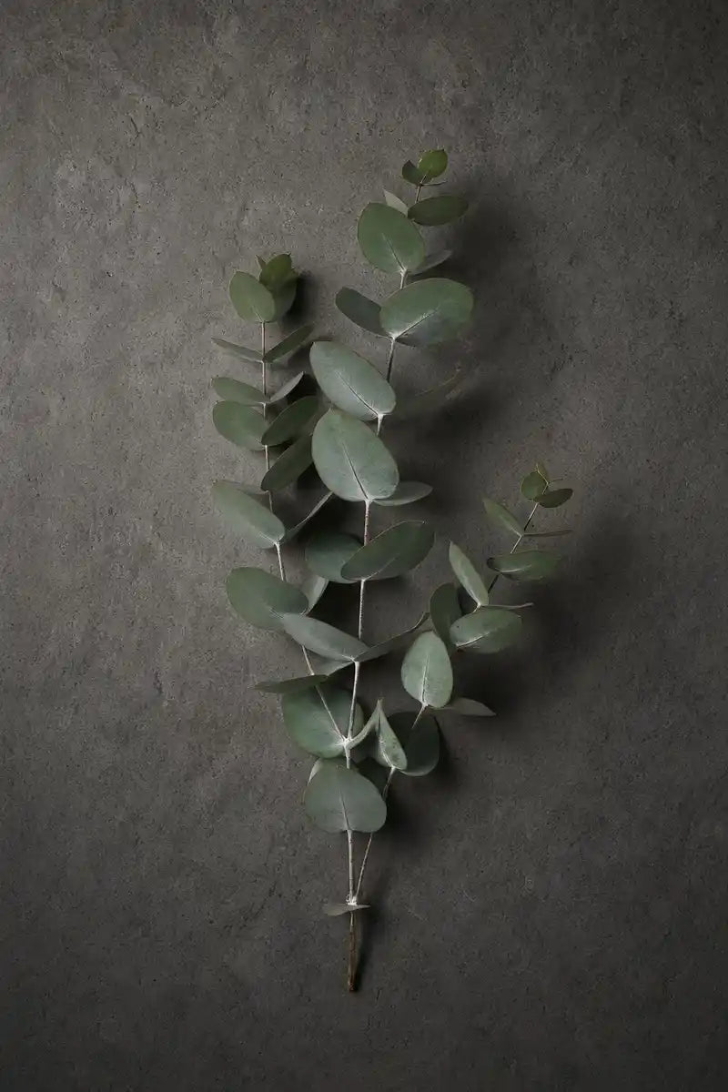 Eucalyptus branch by IFIORA florist, Warsaw (Mokotów, Poland)