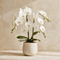 Potted Orchid Gift — main product photo of white or soft blush indoor plant for delivery in Warsaw, Poland by IFIORA.